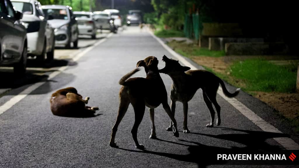 In stray dogs and Aravalli hill cases, the Supreme Court has gone against its formidable legacy