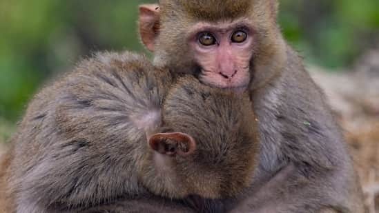 ‘Almost freezing’: Why Dilli ki sardi feels icy-cold; dense fog likely to be back