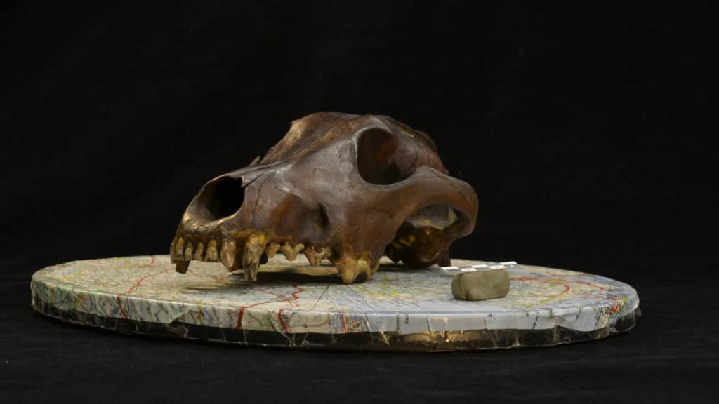 11,000-year-old dog skulls reveal a hidden origin story