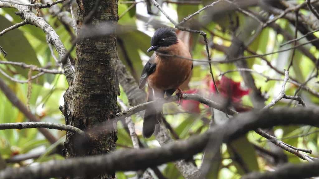 Jabarkhet: can private reserves restore wildlife and keep tourism gentle?