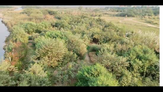 Rules for private afforestation work on forest land eased