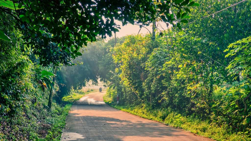 Centre eases guidelines, allows govt and private entities to restore forests without compensatory costs