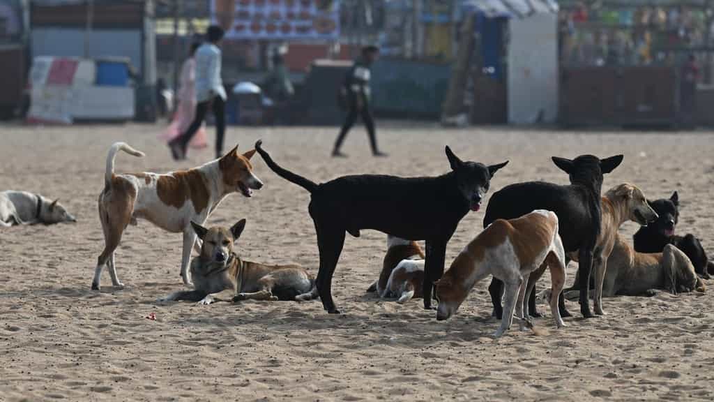 Stray dogs case: Let public, educational institutions start their own animals cells and not bank on municipal authorities, one of nation’s oldest law centre tells SC