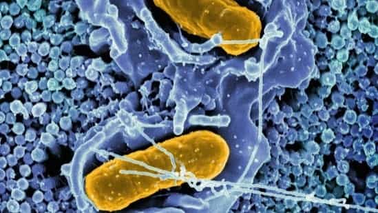 NHRC takes cognisance of ‘significant surge’ in Typhoid cases in Gujarat's Gandhinagar