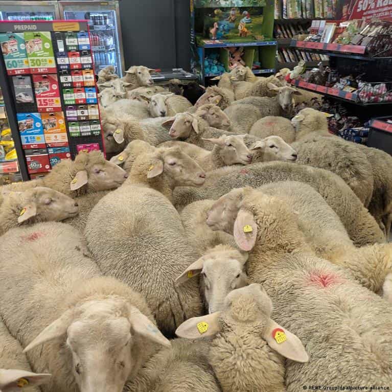 Baa-rgain hunters: 50 sheep visit German supermarket