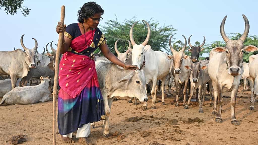 The making of a Jallikattu bull