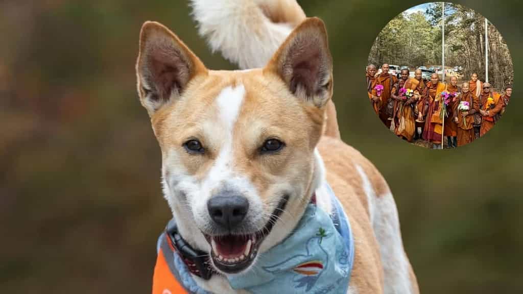 Meet Aloka, the Indian stray dog winning hearts for its ‘Walk of Peace’