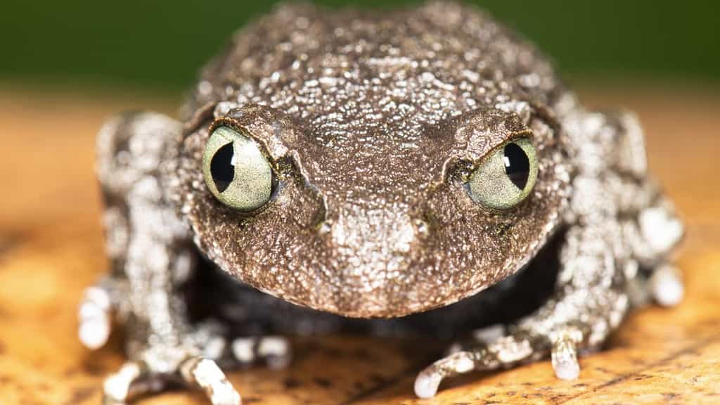 Two new slender-armed frog species identified in Arunachal’s remote mountains