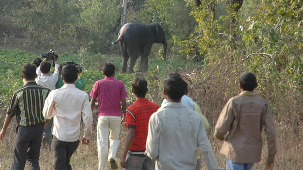 Rogue elephant claims two more lives in Jharkhand’s West Singhbhum