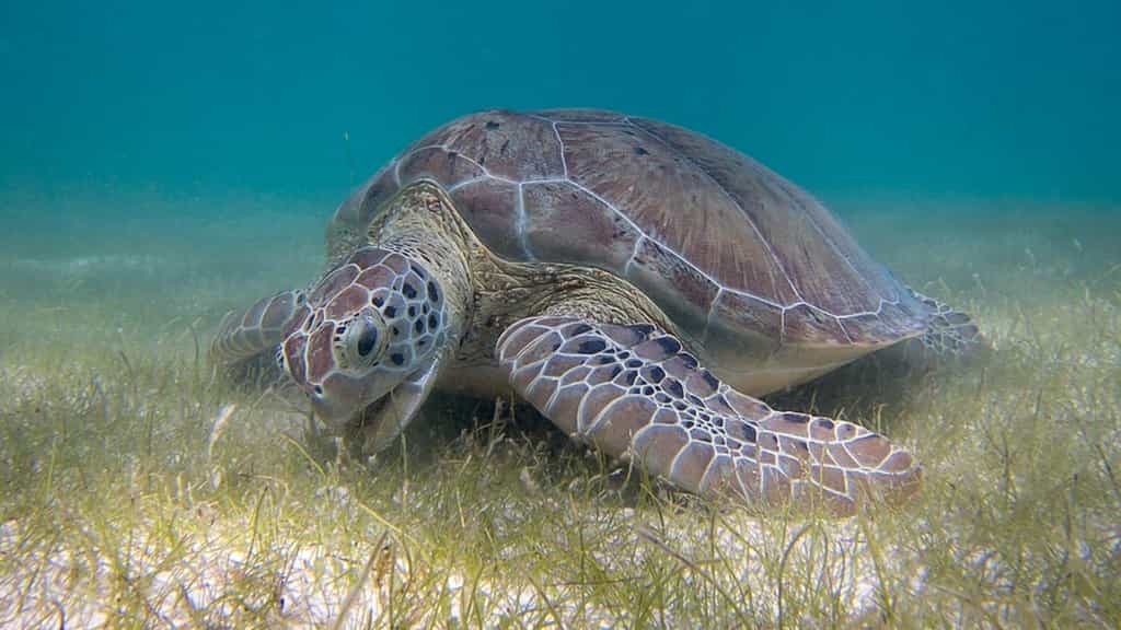 Green sea turtles are no longer endangered; here’s what helped them make a comeback