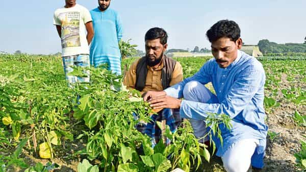India’s rabi sowing rises 2.8% to 64.42 million hectares | Today News