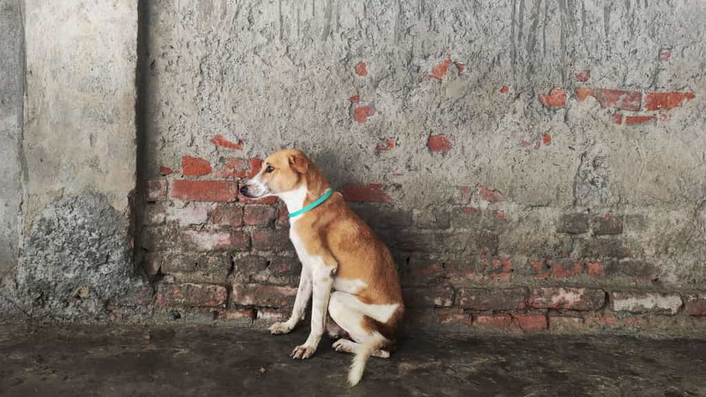 ’It’s clearly a failure on their part’: Supreme Court says it will impose heavy compensation on states for every stray dog bite death