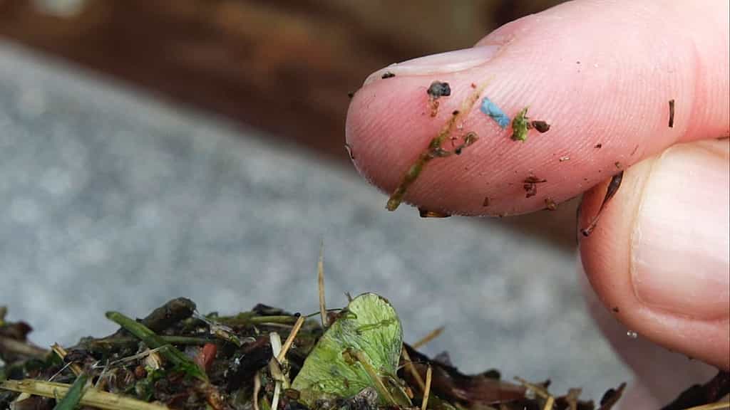 More microplastics found in rural woodland than major city. Here’s why