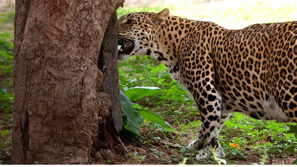 Polls and Issues: As leopard sightings cause fear and uncertainty, Pune residents demand clarity, coordination