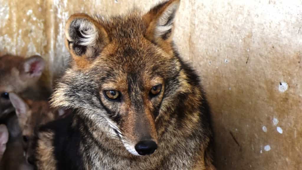 Jackal burnt alive at Delhi zoo, claims workers’ union; Centre orders probe