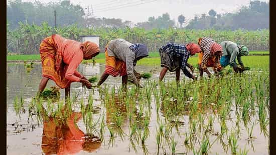 Centre likely to table Bill to regulate seed industry in budget session