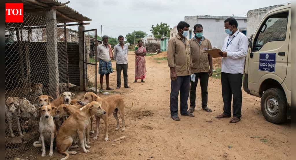Mass culling exposed in Telangana: Lethal injections wipe out 500 stray dogs to keep poll promises; FIRs filed | Hyderabad News