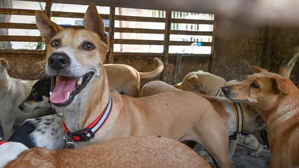 500 strays, one vote promise, a mass murder wave later - Telangana police probe why dogs were mercilessly killed | Today News