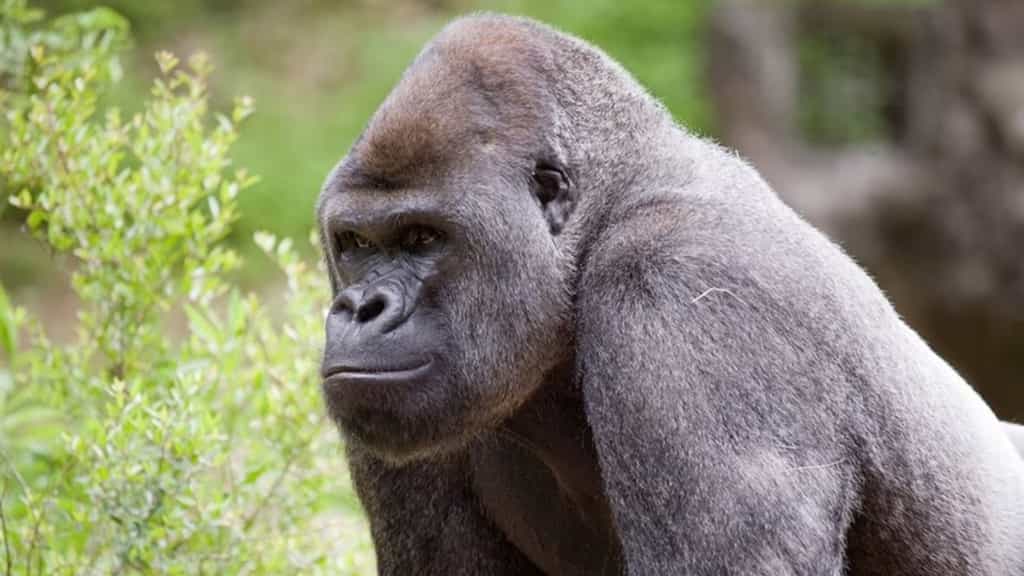 From gorillas to ants, 10 animal special where the females are stronger than males