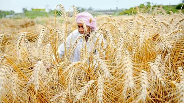 Winter rains to rescue India’s wheat crop as record cold wave to ease after 16 January | Today News