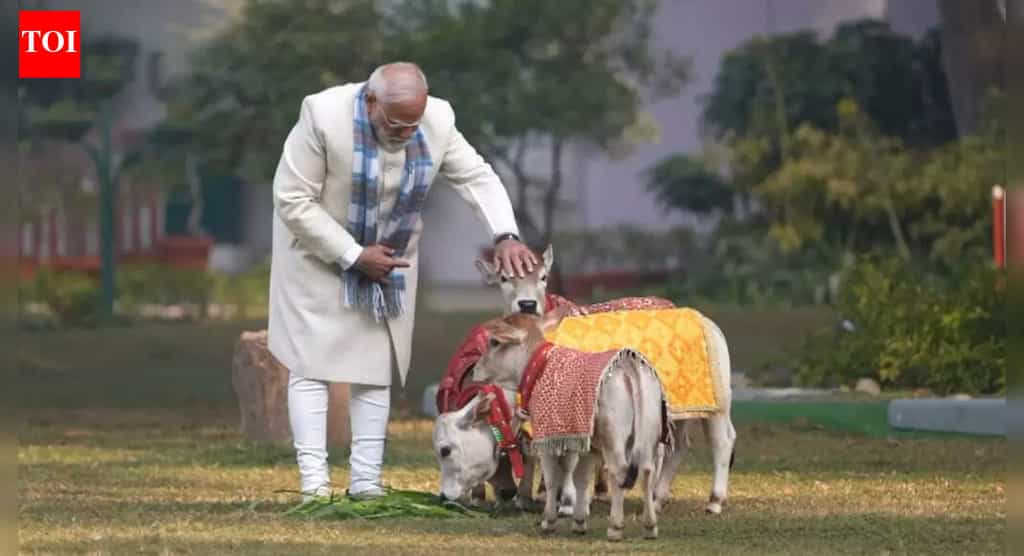 PM Modi's moment from Makar Sankranti; feeds cows at his residence — watch | India News